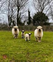2 VALAIS BLACK NOSE 2T SINGLE COUPLES - BIDS PER LIFE