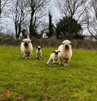2 VALAIS BLACK NOSE 2T SINGLE COUPLES - BIDS PER LIFE - 2