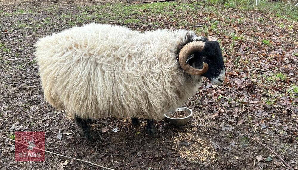 10MO SCOTTISH BLACK FACED RAM HOGG