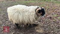 10MO SCOTTISH BLACK FACED RAM HOGG