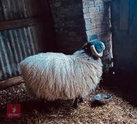 10MO SCOTTISH BLACK FACED RAM HOGG - 2