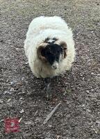 10MO SCOTTISH BLACK FACED RAM HOGG - 3