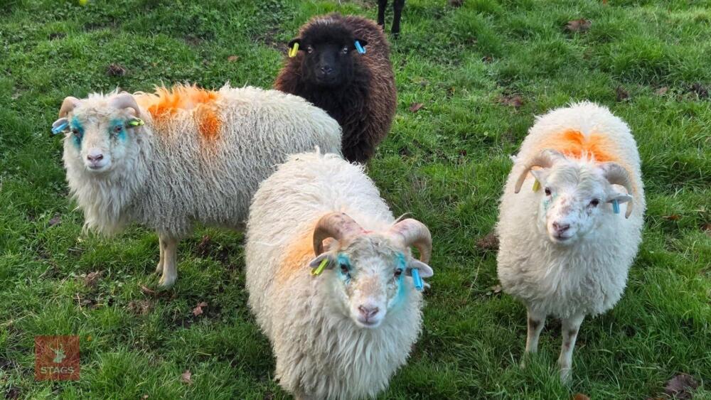 2 OUESSANT RAM LAMBS - BIDS PER LIFE