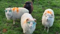 2 OUESSANT RAM LAMBS - BIDS PER LIFE