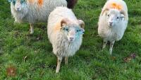 2 OUESSANT RAM LAMBS - BIDS PER LIFE - 2