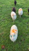 2 OUESSANT RAM LAMBS - BIDS PER LIFE - 3