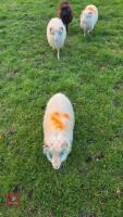 2 OUESSANT RAM LAMBS - BIDS PER LIFE - 4