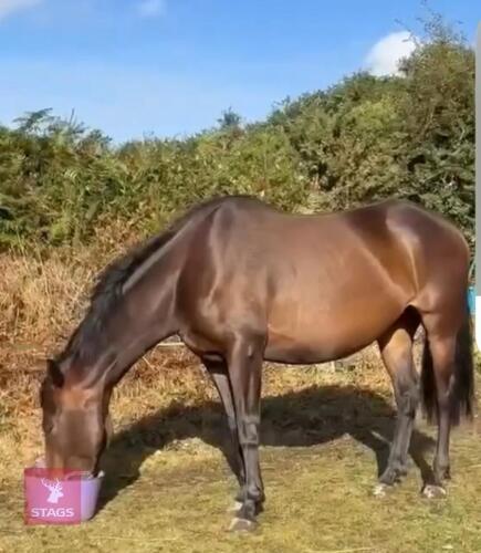 3YO SPORTS HORSE MARE