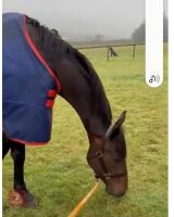 3YO SPORTS HORSE MARE - 4