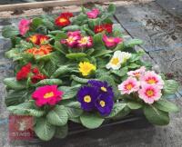 15 MIXED COLOUR PRIMROSE PLANTS - 2