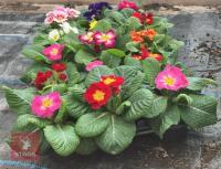 15 MIXED COLOUR PRIMROSE PLANTS - 5