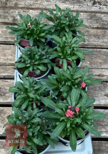ERYSIMUM WALLFLOWER FORTE MAGENTA PLANTS