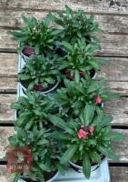 ERYSIMUM WALLFLOWER FORTE MAGENTA PLANTS