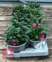 ERYSIMUM WALLFLOWER FORTE MAGENTA PLANTS - 2