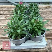 ERYSIMUM WALLFLOWER FORTE MAGENTA PLANTS - 4