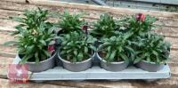ERYSIMUM WALLFLOWER FORTE MAGENTA PLANTS - 5