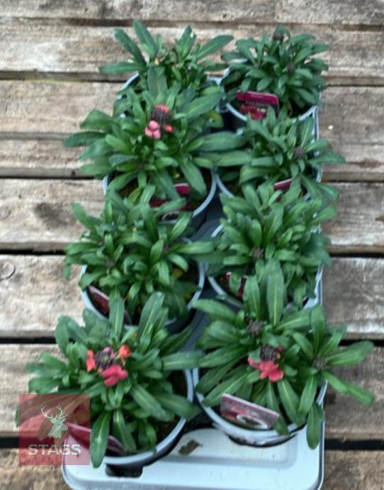 ERYSIMUM WALLFLOWER FORTE MAGENTA PLANTS