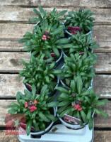 ERYSIMUM WALLFLOWER FORTE MAGENTA PLANTS