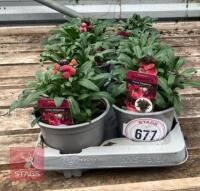 ERYSIMUM WALLFLOWER FORTE MAGENTA PLANTS - 2