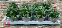 ERYSIMUM WALLFLOWER FORTE MAGENTA PLANTS - 3