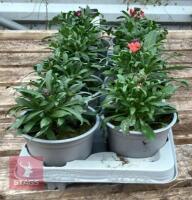 ERYSIMUM WALLFLOWER FORTE MAGENTA PLANTS - 4