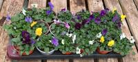 18 MIXED POT VIOLA PLANTS - 2