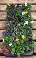 18 MIXED POT VIOLA PLANTS - 4