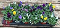 18 MIXED POT VIOLA PLANTS - 5
