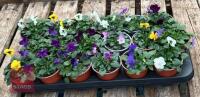 18 MIXED POT VIOLA PLANTS - 3