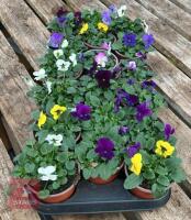 18 MIXED POT VIOLA PLANTS