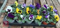 18 MIXED POT PANSY PLANTS - 5