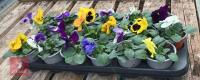 18 MIXED POT PANSY PLANTS - 4
