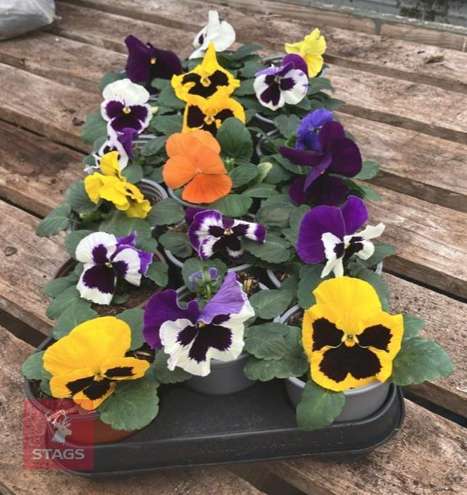 18 MIXED POT PANSY PLANTS