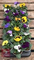 18 MIXED POT PANSY PLANTS - 2