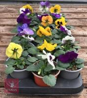 18 MIXED POT PANSY PLANTS - 3