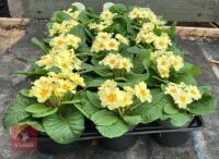 15 EVERLAST PRIMROSE PLANTS