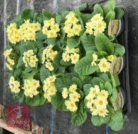 15 EVERLAST PRIMROSE PLANTS - 2