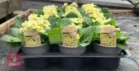 15 EVERLAST PRIMROSE PLANTS - 3