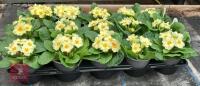 15 EVERLAST PRIMROSE PLANTS - 5
