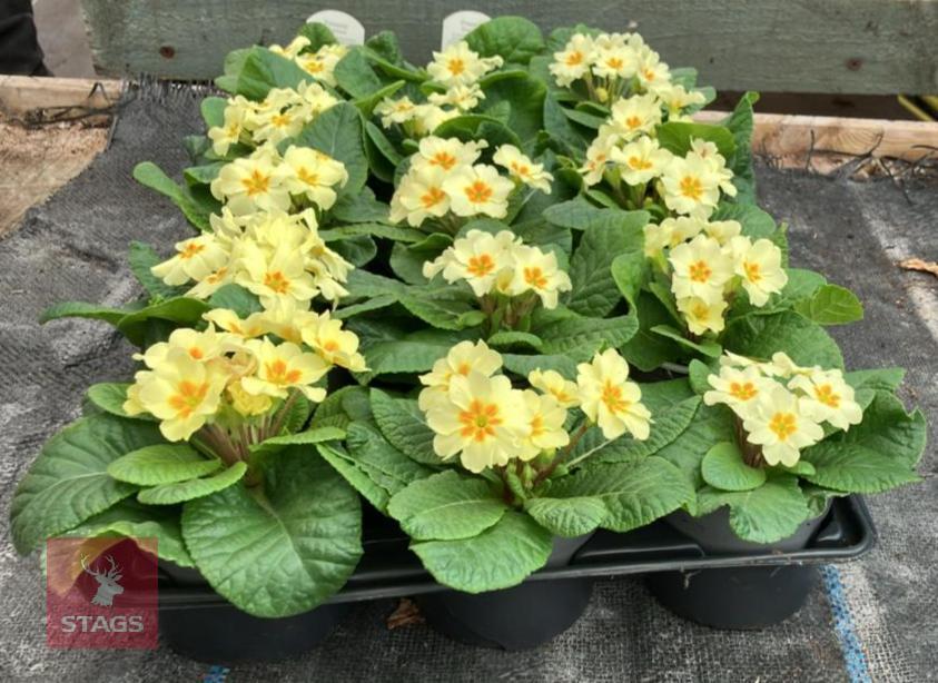 15 EVERLAST PRIMROSE PLANTS
