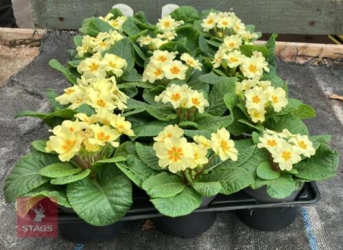 15 EVERLAST PRIMROSE PLANTS