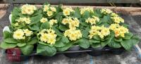 15 EVERLAST PRIMROSE PLANTS - 4