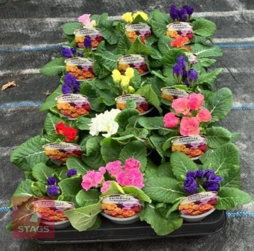 15 MIXED PRIMLET ROSEBUD PLANTS