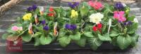 15 MIXED PRIMLET ROSEBUD PLANTS - 5