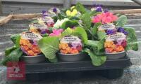 15 MIXED PRIMLET ROSEBUD PLANTS - 2