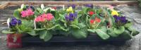 15 MIXED PRIMLET ROSEBUD PLANTS - 3