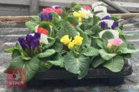 15 MIXED PRIMLET ROSEBUD PLANTS - 4