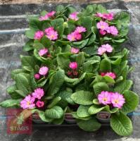 15 WOODLAND DELL PRIMROSE PLANTS