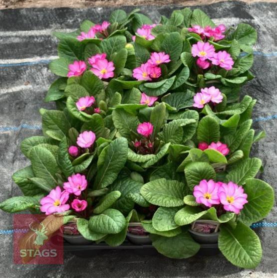 15 WOODLAND DELL PRIMROSE PLANTS