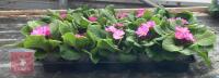 15 WOODLAND DELL PRIMROSE PLANTS - 3